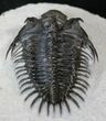 Impressive Comura Trilobite - Real Spines #16076-2